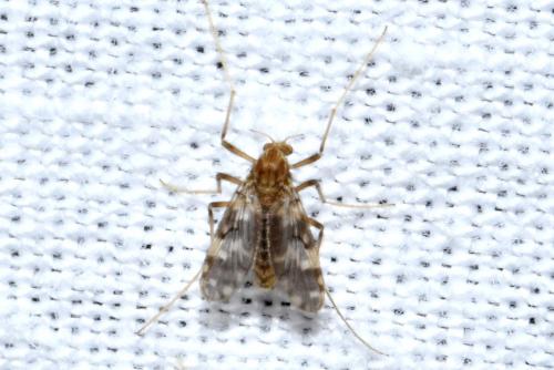 Réf. 215 247 : Psectrotanypus varius
